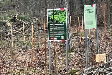 Bäume für Babys Pflanzaktion